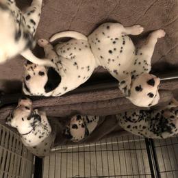 Dalmatian Puppies from Revere Dalmatians