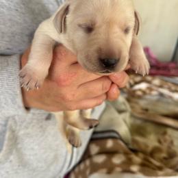 Male 2 - Yellow male Labrador Retriever puppy in Yamhill, Oregon from FitzGerald Kennels