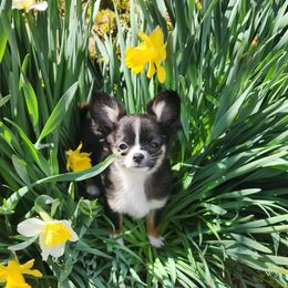 Chihuahua Puppies from Chosen Chihuahuas