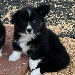 Emmy lou - Black and white female American Corgi puppy in Tome, New Mexico from Blue Diamond Welsh corgis