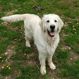 Golden Retrievers from Retrievers of Hope