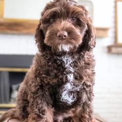Harry Potter - Brown male Double Doodle puppy in Lehi, Utah from Our Little Farm Life Doodles