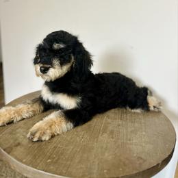 Lupin - male Golden Mountain Doodle puppy in Twin Falls, Idaho from Burrow & Bone