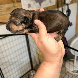Darlin's shaded red - Red female Dachshund puppy in Rattan, Oklahoma from Burgett’s Barnyard Dachshunds