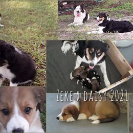Border Collie Puppies from Oddity Kennels