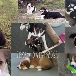 Border Collie Puppies from Oddity Kennels