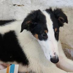 Girl 2 - Borzoi puppy in Aiken County, South Carolina from Nirvanah Borzoi