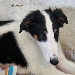 Girl 2 - Borzoi puppy in Aiken County, South Carolina from Nirvanah Borzoi