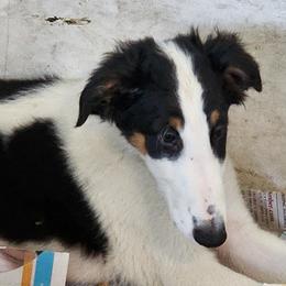 Girl 2 - Borzoi puppy in Aiken County, South Carolina from Nirvanah Borzoi