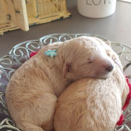 Goldendoodle Puppies from Lattesgoldendoodlepuppies