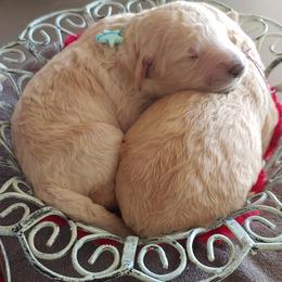 Goldendoodle Puppies from Lattesgoldendoodlepuppies