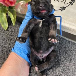Blue Collar - Salt and pepper male Miniature Schnauzer puppy in Parker, Pennsylvania from TJ's Silver Paws Miniature Schnauzers