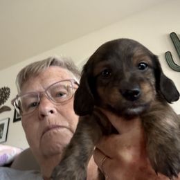 Boy 1 Clover - Brindle male Dachshund puppy in Bell County, Texas from Ginny’s Family Dachshunds