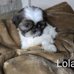 Lola - Tricolor female Shih Tzu puppy in Clyde, North Carolina from Shawgo Pups
