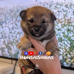 TANO - Red male Shiba Inu puppy in Minnesota from BonsaiShibas