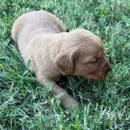Sonora - Light golden female Golden Retriever puppy in Mesa, Arizona from Grand Canyon Goldens