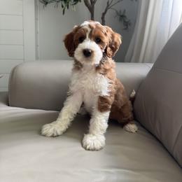 Sansa - Goldendoodle