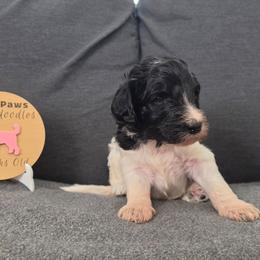 Breezy (Orange) - Parti male Labradoodle puppy in Plainfield, New Jersey from Caris Paws Poodles and Labradoodles