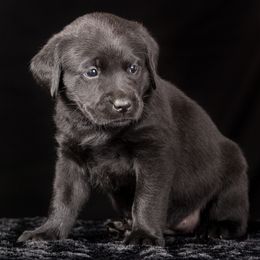 Labrador Retriever Puppies from Southtown Retrievers