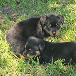 Anya - Black and mahogany female Rottweiler puppy in Live Oak, Florida from K&R RANCH KENNELS
