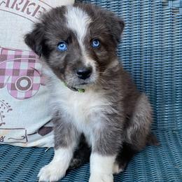 Rambo - Red merle male Australian Shepherd puppy in Mocksville, North Carolina from Ewes2farm