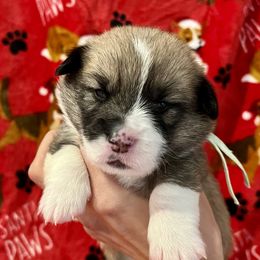 Jack - Sable Pembroke Welsh Corgi puppy in Fallbrook, California from Le Rêve Corgis