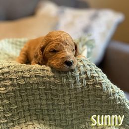 Poodle Puppies from H4 Standard Poodles