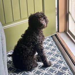 Goldendoodle Puppies from 24 Karat Doodles