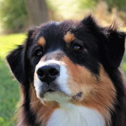 Hondo - Australian Shepherd