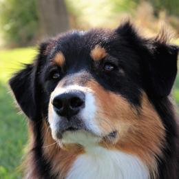 Hondo - Australian Shepherd