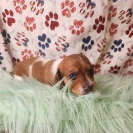 Girl 3 - female Dachshund puppy in Lovell, Wyoming from Bernstein Doxies