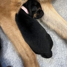 German Shepherd Puppies from Zwinger vom Schneider Wald