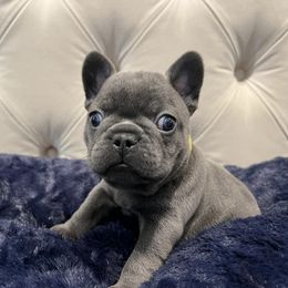 French Bulldog Puppies from Pardon My Frenchiez Kennels
