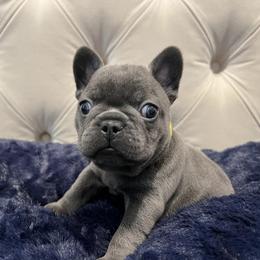 French Bulldog Puppies from Pardon My Frenchiez Kennels