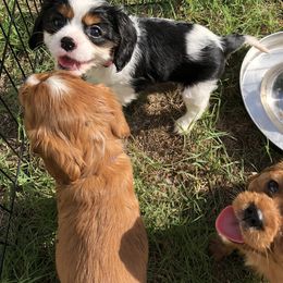 Cavalier King Charles Spaniel Puppies from Colorful Cavaliers