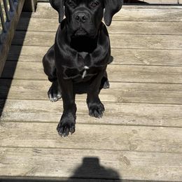 Boy 3 - Black Cane Corso puppy in Clarksburg, West Virginia from West By God Virginia Cane Corso
