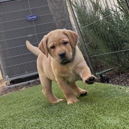Female 4 - Black female Labrador Retriever puppy in Murrieta, California from The Golden Leash Kennels
