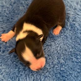 Outlaw - Black tri male Miniature American Shepherd puppy in Godley, Texas from Bradley Kennels