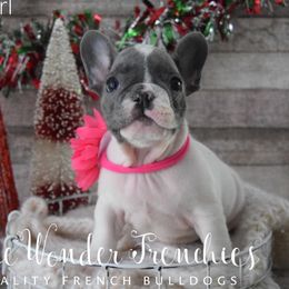 Poinsettia - Blue female French Bulldog puppy in Loxahatchee, Florida from Blue Wonder Frenchies