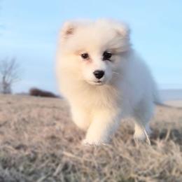 Ava - White female Samoyed puppy in Durant, Oklahoma from OrangeLine Samoyeds