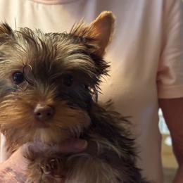 Puppy 2 - Chocolate and tan male Yorkshire Terrier puppy in Elizabeth, Indiana from Dwayne’s Yorkshire Terriers