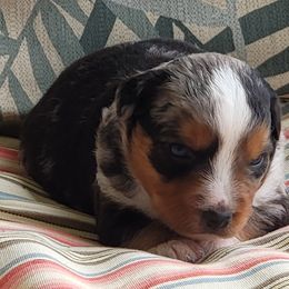 Miniature American Shepherd Puppies from Little Creek Minis and Standards