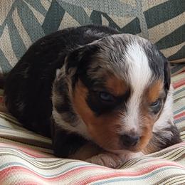 Miniature American Shepherd Puppies from Little Creek Minis and Standards
