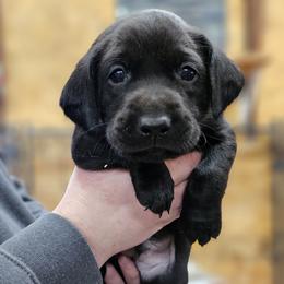 Rocky - Grey Collar - Black male Labrador Retriever puppy in Boyd, Minnesota from Lindley Labradors