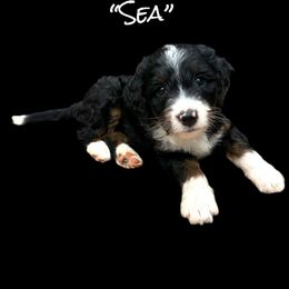 Sea - Purple Tail - Tri-color female Bernedoodle puppy in Summerfield, North Carolina from Paws 4 Doodles, LLC