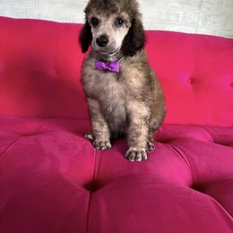 Dalmatian, Poodle, and Rhodesian Ridgeback Puppies from Ruffles, Ridges, & Spots!