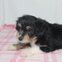 Candy - Black tri-color female Aussiedoodle puppy in Tuscola, Illinois from Dream on puppies