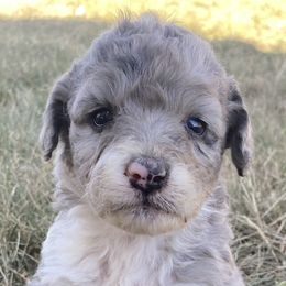 Girl 2 - Aussiedoodle puppy in Clyde, Texas from W7 Doodles