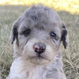 Girl 2 - Aussiedoodle puppy in Clyde, Texas from W7 Doodles