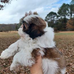 Shih Tzu Puppies from Tiny Bubbles Shih Tzus